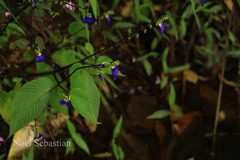 Rhynchoglossum notonianum